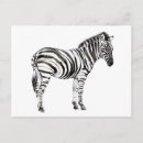 Recherche de zebra cartes postales Zèbre