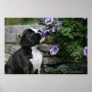 Search for peer posters Dog