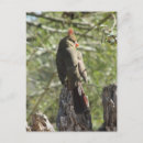 Recherche de portraits femelles cartes postales Pour tous