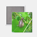 Search for mollusks magnets Gastropod