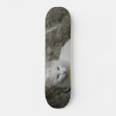 Search for white cats skateboards Pet