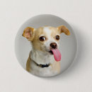 Search for chihuahua buttons Adorable