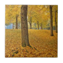 Search for linden tree Autumn