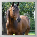 Recherche de cheval foncé posters Équestre