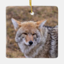Search for coyote ornaments Dog