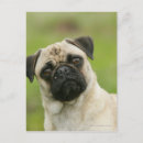 Recherche de pug dog cartes postales Mops