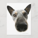 Search for loyalty vertical postcards Animal body part