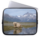 Recherche de ursus coques Environnement