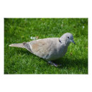 Search for peace dove art Elegant