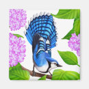 Recherche de geai bleu magnets Blue jays