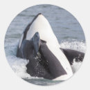 Search for orca gift wrap Breaching