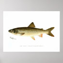 Search for lake fish posters Watercolor