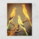 Recherche de canaris cartes postales Pour eux