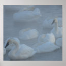 Search for waterfowl art Photography