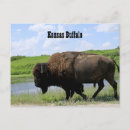 Search for maxwell postcards Buffalo