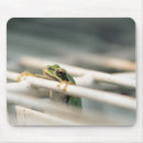 Search for tree frogs photography Green tree frog