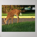 Recherche de cerf posters Animaux