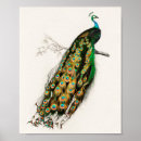 Search for peafowl feather art Bird