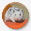 Search for hamster plates Cute
