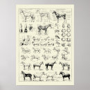 Search for anatomy chart posters Diagram