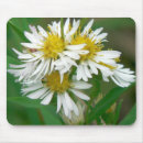 Search for aster flower electronics Summer