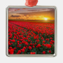 Recherche de tulipe ornements Pays bas