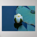 Search for white lily posters Nature photography