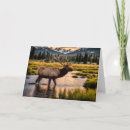 Search for elk birthday cards Wildlife