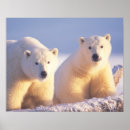 Recherche de 1002 posters Nanook