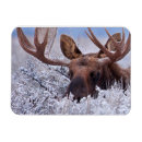 Recherche de glace magnets Neige