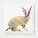 Search for hares magnets Wild animal