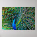 Recherche de exotique posters Faune