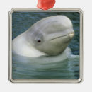 Search for whale ornaments White