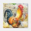 Search for feathered birds magnets Chicken
