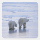 Search for water bear stickers Wildlife