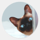 Search for peeking cat stickers Kitten