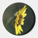 Recherche de susans magnets Fleur sauvage