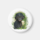 Recherche de primate magnete Ape