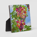 Recherche de raisins plaques Vignoble