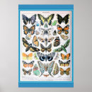 Search for vintage butterfly posters French