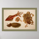 Recherche de seiches posters Océan