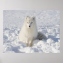 Search for beautiful winter posters Animals