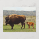 Recherche de theodore roosevelt cartes postales Bison