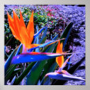 Recherche de exotic posters Hibiscus