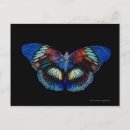 Search for backdrop postcards Butterfly