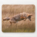 Recherche de coyote tapis souris Les etats unis