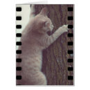 Recherche de escalade photographie Chaton
