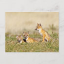 Search for young postcards Fox