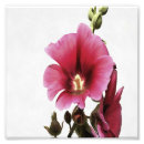 Recherche de malva posters Fleur