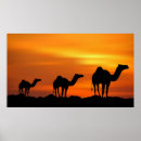 Recherche de chameau de d art Paysage